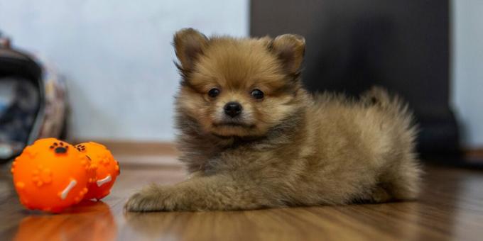 Tysk Spitz Puppy