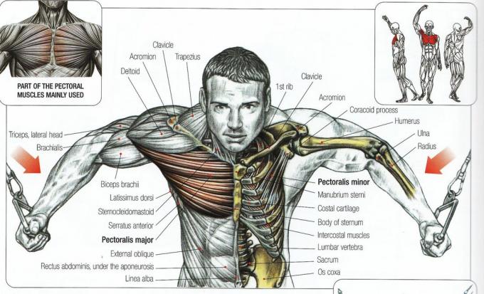 styrketrening: reduksjon av armene til tverrforbindelses