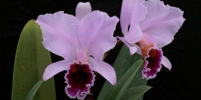 Hvordan ta vare på orkideer