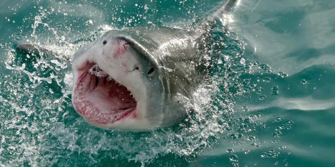 Populære misforståelser: haier angriper mennesker ved en feiltakelse
