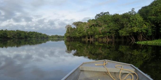 Skogene i Amazonas, Brasil