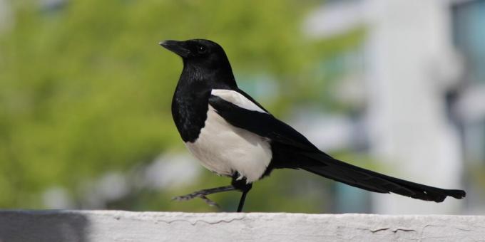 De smarteste fuglene på jorden: magpies