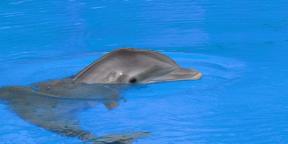 Ulv eller delfin: definere chronotype å lage den perfekte rekkefølgen av dagen