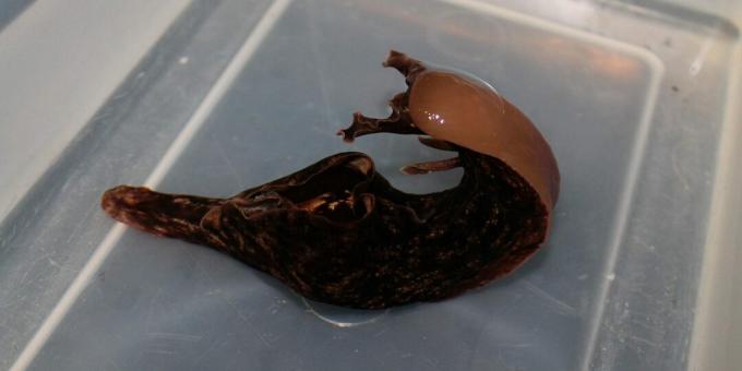 Aplysia - en mollusk, som også kalles skjeggete sel