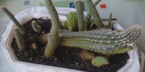Hvordan ta vare på kaktus: en omfattende guide
