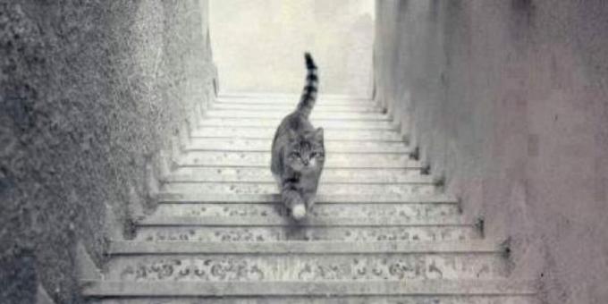 Katt som går opp trappene