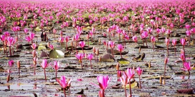Asiatiske territorium bevisst tiltrekker seg turister: Lake Nong Han Kumphavapi, Thailand