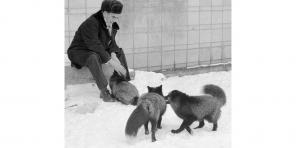 Book of the day: "Hvordan å temme reven (og forvandles til en hund)" - eksperiment for å skape det perfekte kjæledyret