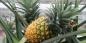Hvordan å vokse ananas hjemme: trinnvis guide