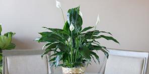 Hvordan ta vare på Spathiphyllum hjemme