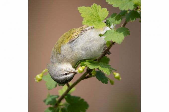 De beste fuglebildene fra National Audubon Society-konkurransen