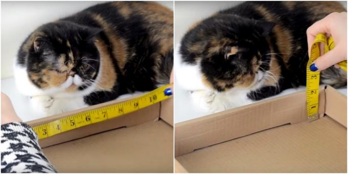 DIY katteskrapepost: ta målinger